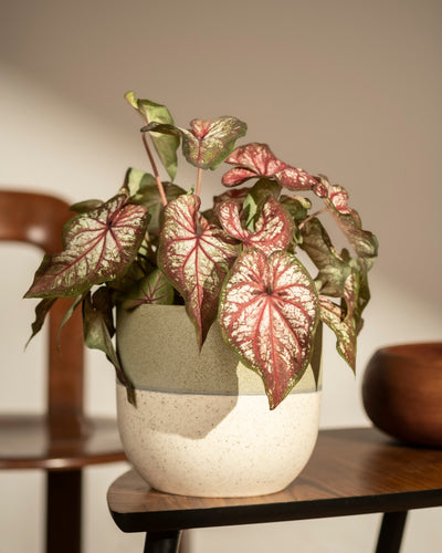 Caladium bicolor