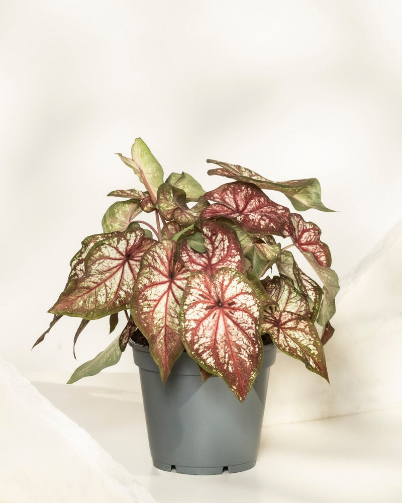 Caladium bicolor