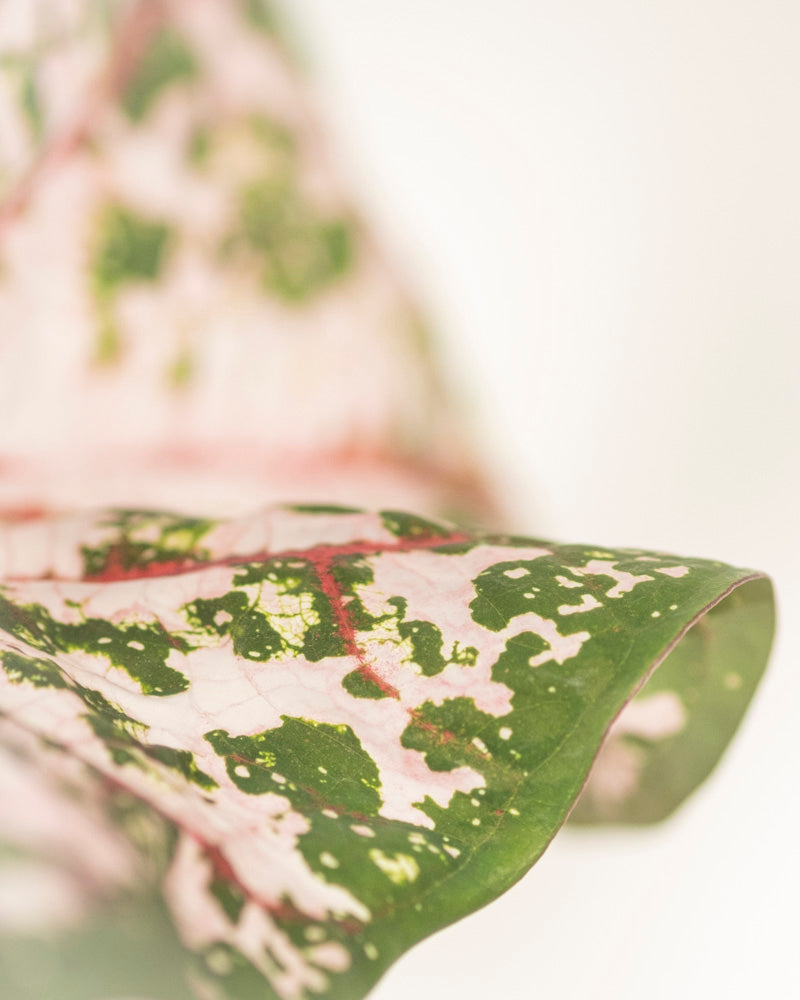 Caladium 'Carolyn Whorton'