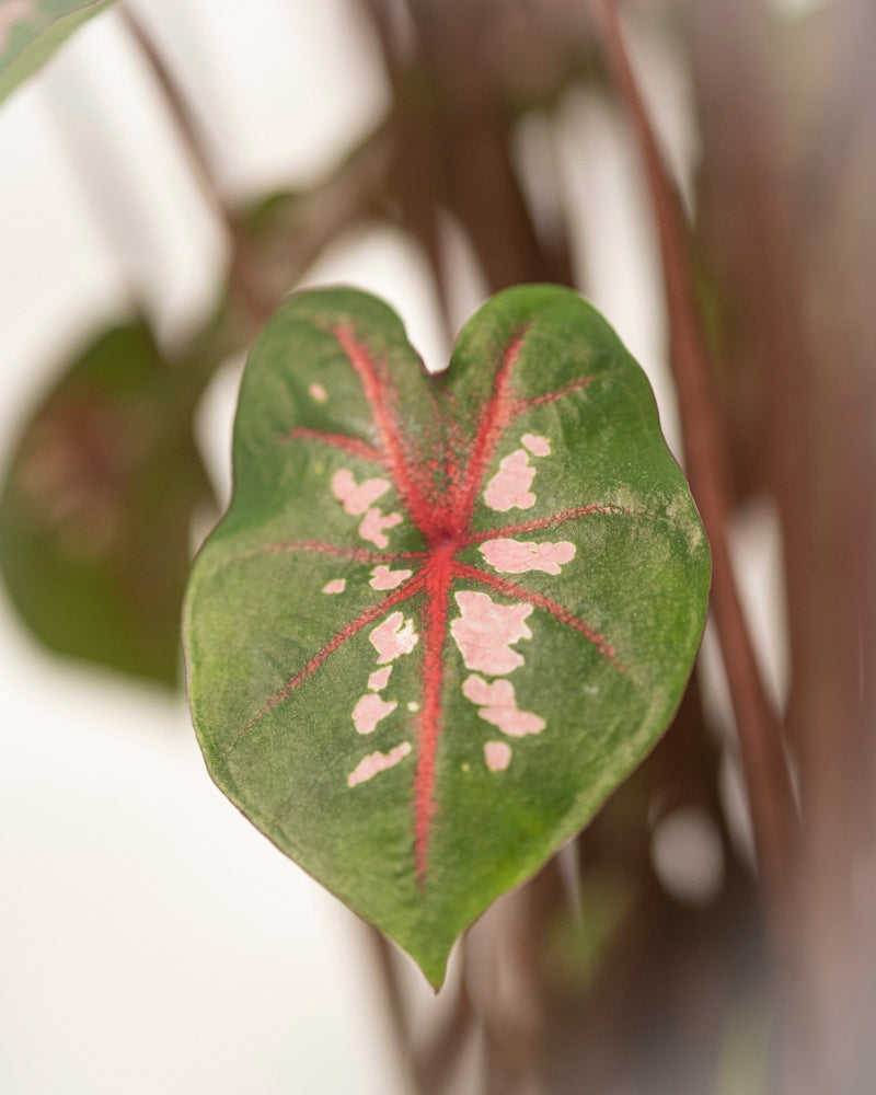 Caladium 'Carolyn Whorton'
