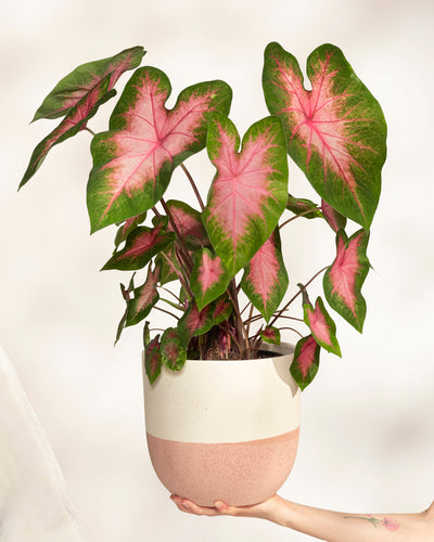 Eine Hand hält einen Keramiktopf mit Caladium 'Kathleen', einer Pflanze mit großen, herzförmigen grünen Blättern, die durch leuchtend rosa Mitte und Adern akzentuiert werden. Der sanft beleuchtete Hintergrund ist schlicht.