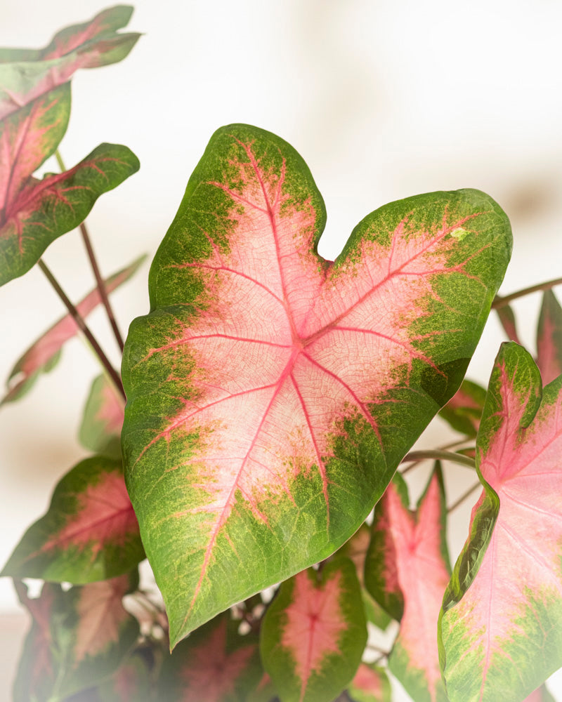 Eine Nahaufnahme von Caladium „Kathleen“ zeigt sein leuchtend rosa Blatt mit grünen Rändern, während mehrere ähnliche Blätter im Hintergrund leicht verschwommen erscheinen.
