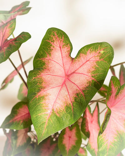 Eine Nahaufnahme von Caladium „Kathleen“ zeigt sein leuchtend rosa Blatt mit grünen Rändern, während mehrere ähnliche Blätter im Hintergrund leicht verschwommen erscheinen.