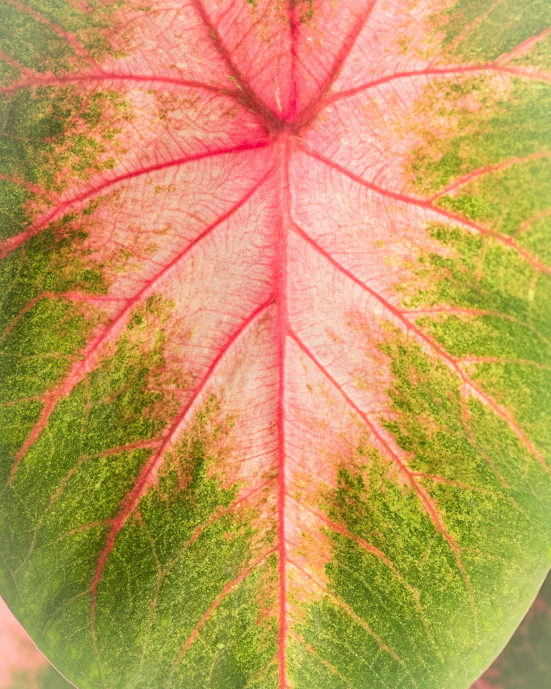Nahaufnahme eines Caladium-„Kathleen“-Blattes mit leuchtend rosa Adern, die strahlenförmig über seine grüne und rosa Oberfläche verlaufen.
