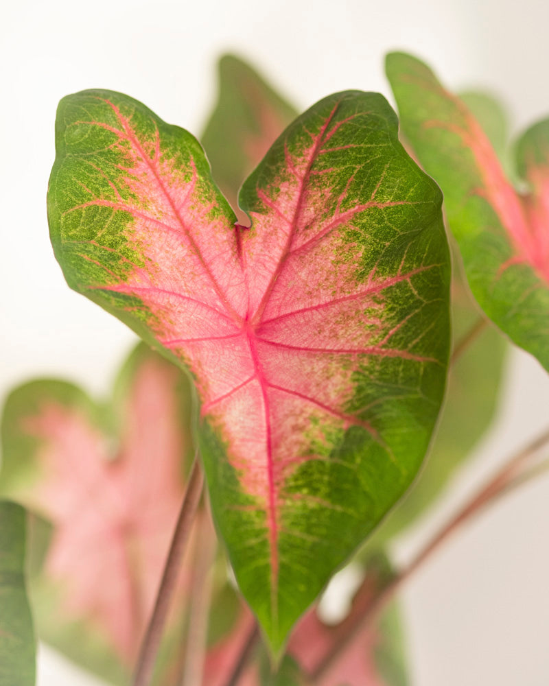 Eine Nahaufnahme des Caladium-Blattes „Kathleen“ zeigt eine Herzform mit leuchtend grünen Rändern und einer hellrosa Mitte. In weichem Licht sind deutliche Adern und eine Struktur zu erkennen, während die Blätter im Hintergrund leicht verschwommen erscheinen.