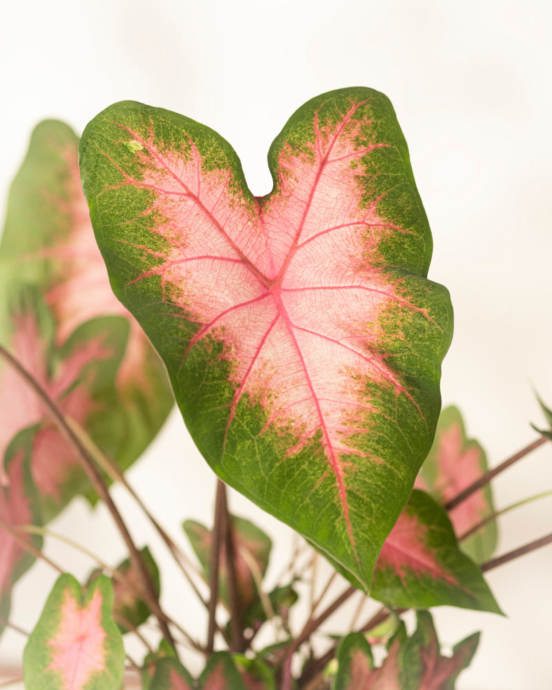 Eine Nahaufnahme von Caladium „Kathleen“ hebt die rosa Mitte, die grünen Ränder und die leuchtend rosa Adern hervor, während andere ähnliche Caladium-Blätter im Hintergrund leicht verschwommen sind.
