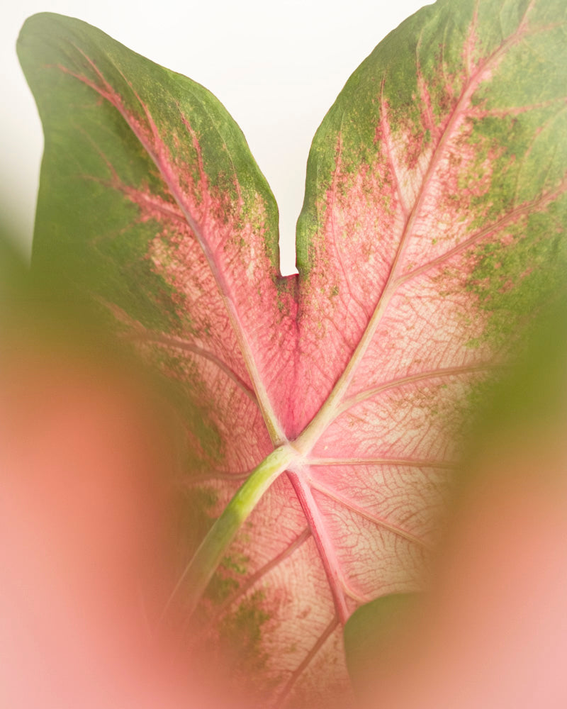 Nahaufnahme eines leuchtend grünen Caladium-Blattes „Kathleen“ mit rosa Adern und einem kräftigen Mittelstiel mit zartrosa Unschärfe am unteren Rand.