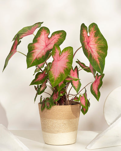 Eine Caladium „Kathleen“ im Topf hat große, herzförmige Blätter mit grünen Rändern und leuchtend rosa Mitte, die in einem beigefarbenen geflochtenen Korb auf einer hellen Oberfläche präsentiert werden.