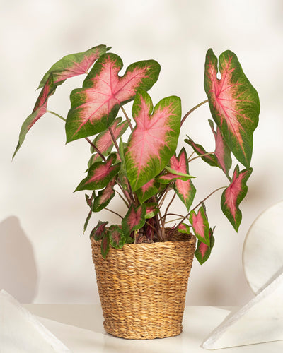 Eine Topfpflanze vom Typ Caladium „Kathleen“ mit großen grünen, herzförmigen Blättern, die durch leuchtend rosa und weiße Mitten akzentuiert werden, präsentiert in einem geflochtenen Korb auf einer hellen Oberfläche.