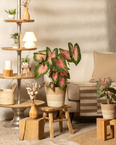 Ein gemütliches Wohnzimmer mit Caladium-„Kathleen“-Topfpflanzen, einer kleinen Lampe auf einem Holzregal, einem beigen Sofa mit gestreifter Decke sowie Holzhockern und Dekorationsstücken für eine warme, einladende Atmosphäre.