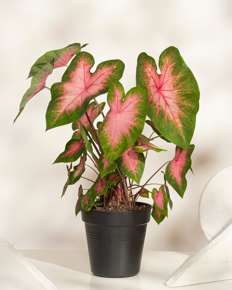 Ein Caladium „Kathleen“ mit großen, herzförmigen grünen und rosa Blättern wächst in einem schwarzen Plastiktopf auf einer weißen Oberfläche.