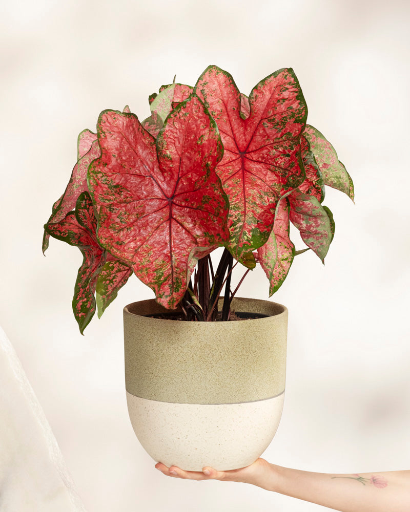 Eine Hand zeigt ein Caladium „Lava Glow“ mit großen, herzförmigen rosa Blättern mit grünen Rändern und Sprenkeln vor einem neutralen Hintergrund.