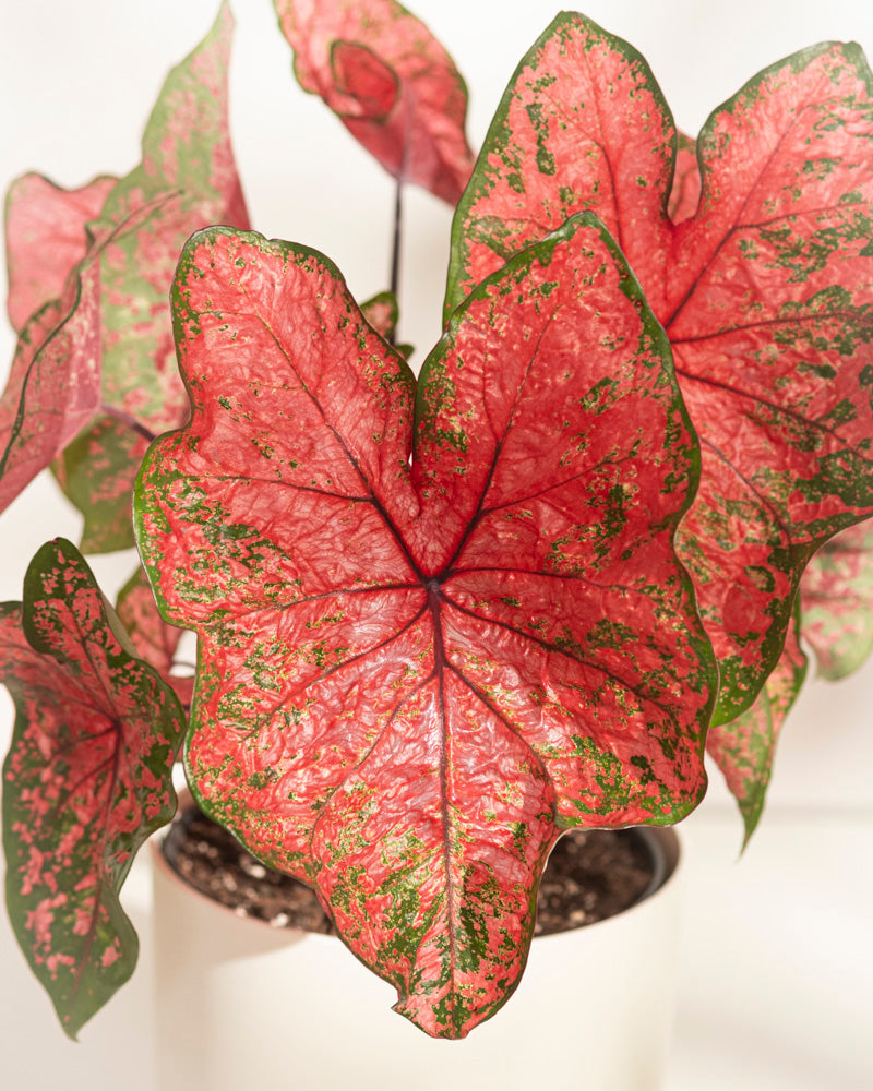 Caladium „Lava Glow“ in einem weißen Topf hat große, herzförmige Blätter mit leuchtend rosa Mitte, grünen Rändern und gesprenkelten Mustern – was es zu einer auffälligen Saisonpflanze macht.