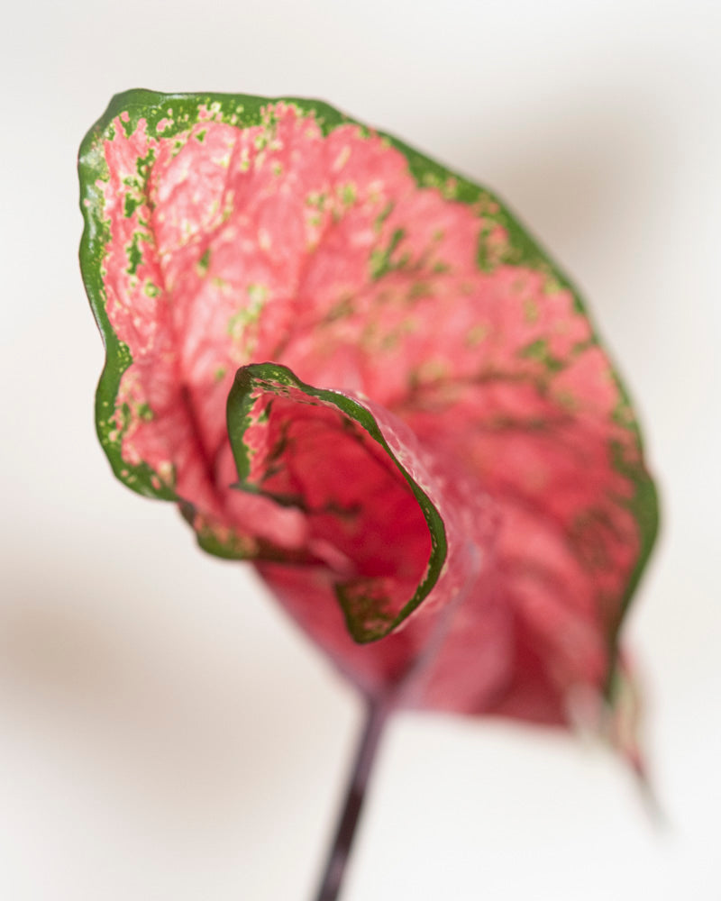 Eine Nahaufnahme von Caladium „Lava Glow“, die seine rosa Blätter mit hellgrünen Sprenkeln in der Mitte und einem kräftigen grünen Rand vor einem leicht unscharfen Hintergrund hervorhebt.