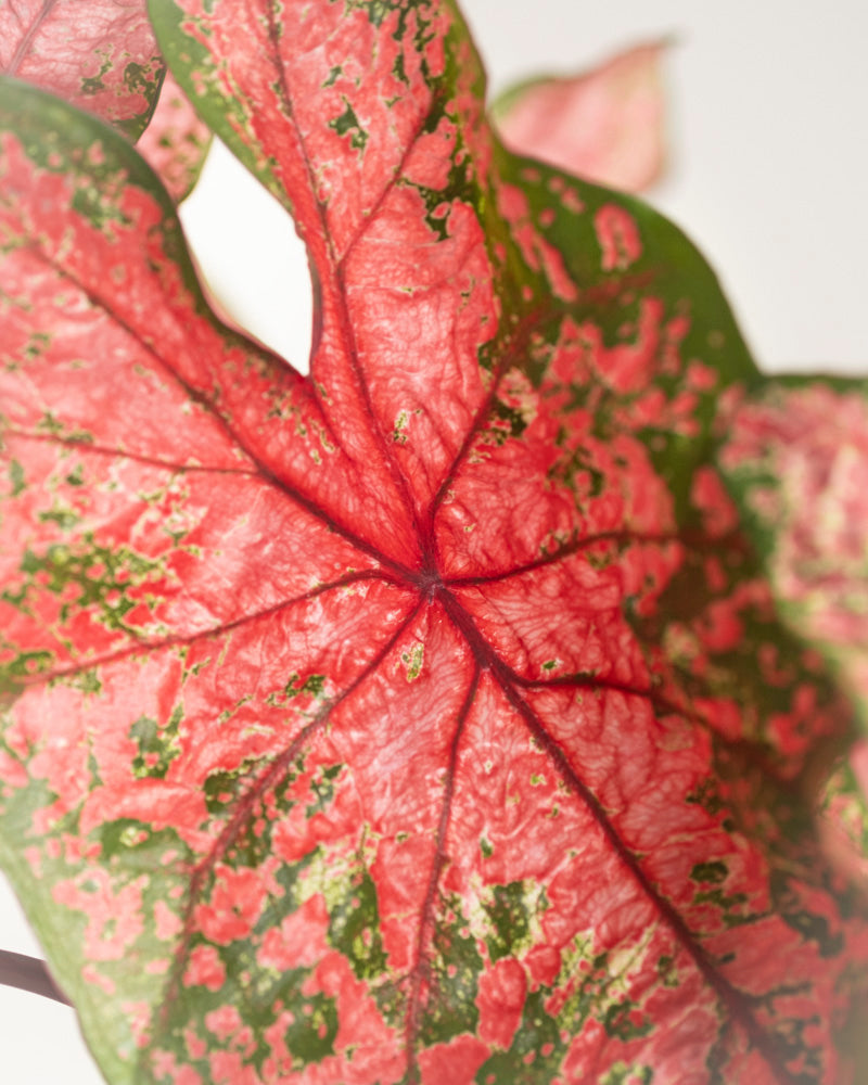 Nahaufnahme eines Caladium-Blattes „Lava Glow“ mit leuchtend rosa, grün und weiß gesprenkelten Mustern. Deutliche Adern verlaufen strahlenförmig von der Mitte aus, und unregelmäßige, aber dennoch glatte Ränder machen es ideal für saisonale Pflanzenpräsentationen.