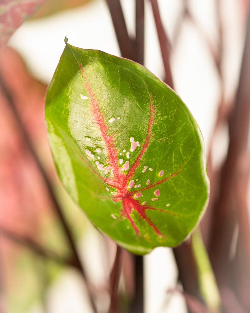 Eine Nahaufnahme eines Caladium-Blattes „Lava Glow“ hebt leuchtend rosa Adern und zarte weiße Flecken hervor, mit einem leicht verschwommenen Hintergrund, der weitere Blätter und Stängel dieser saisonalen Pflanze zeigt.