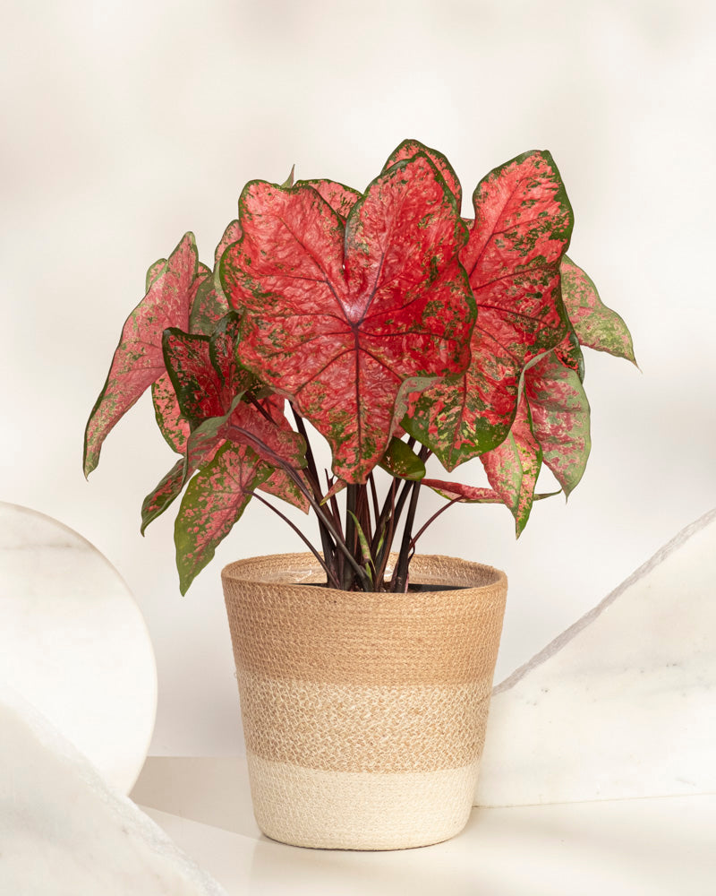 Das Caladium „Lava Glow“ hat große, rosa Blätter mit grün gesprenkelten Rändern und wird in einem zweifarbigen geflochtenen Korb auf hellem Hintergrund präsentiert – eine lebendige Saisonpflanze für jede Umgebung.