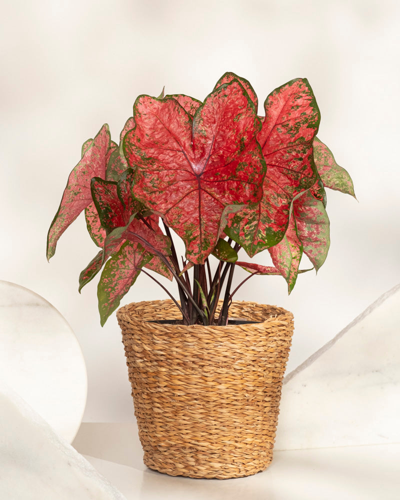 Die Caladium 'Lava Glow' mit großen, rosa Blättern und grünen Rändern steht im Korb auf weißem Untergrund vor neutralem Hintergrund – eine farbenfrohe, saisonale Pflanze für jeden Raum.