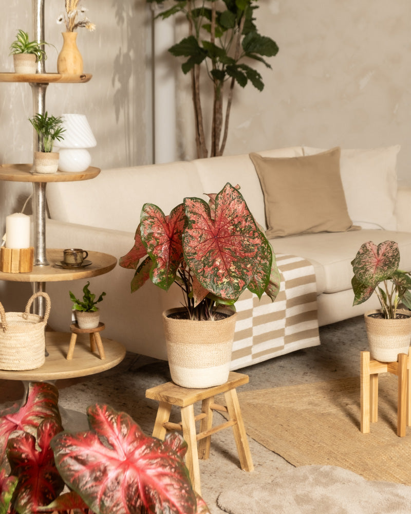 Ein gemütliches Wohnzimmer mit einem beigen Sofa, einer gestreiften Decke und neutralen Kissen. Caladium „Lava Glow“ in geflochtenen Töpfen sorgt für leuchtend rosa Blätter auf Hockern und Regalen und bringt farbenfrohes Grün in das warme, natürliche Dekor.