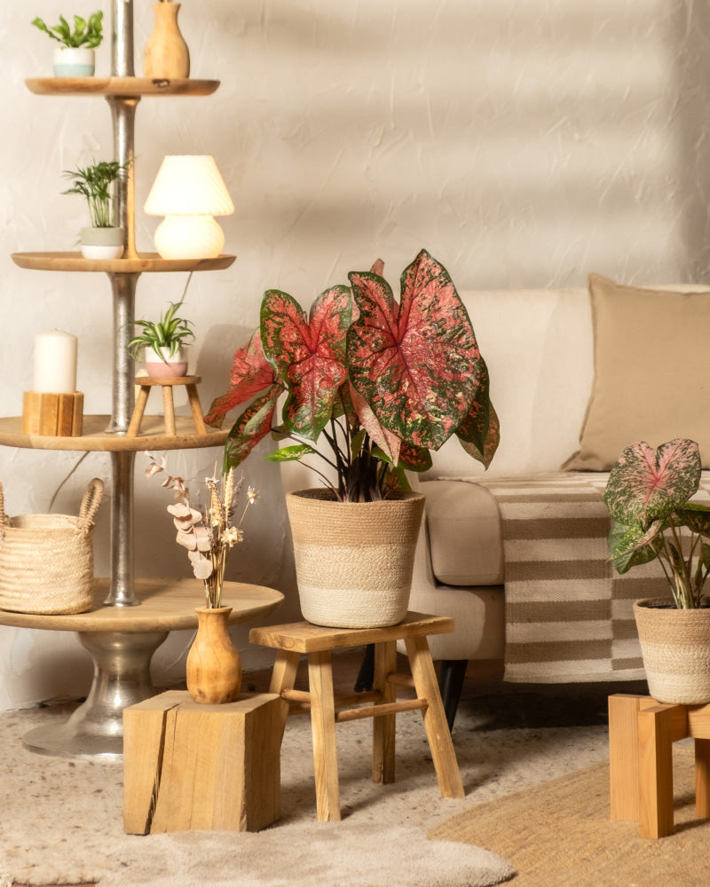 Eine gemütliche Wohnzimmerecke ist mit Caladium „Lava Glow“ mit rosa Blättern auf Holzhockern, einer gestreiften Decke auf einem beigen Sofa, einem mehrstufigen Metallregal mit Dekorationen und Topfpflanzen sowie sanftem Tageslicht ausgestattet.