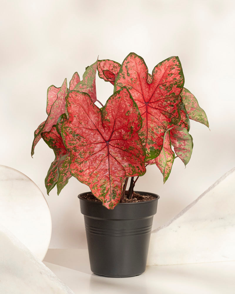 Eine Caladium „Lava Glow“ im Topf mit großen, rosafarbenen Blättern mit grünem Rand steht auf einer weißen Oberfläche vor einem weichen, neutralen Hintergrund.
