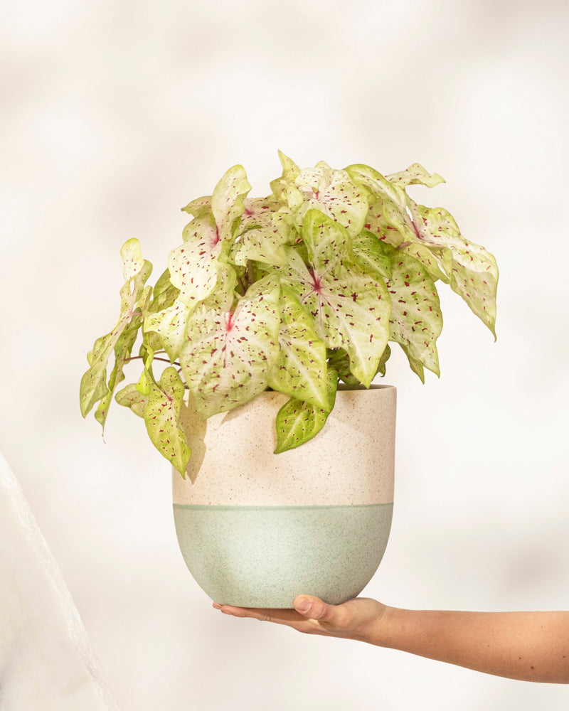 Caladium 'Miss Muffet'