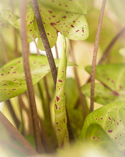 Caladium 'Miss Muffet'
