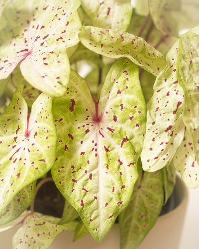 Caladium 'Miss Muffet'