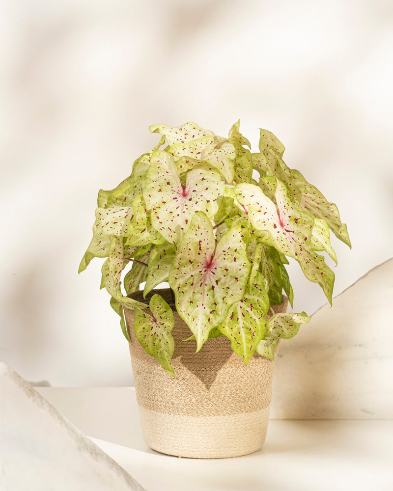 Caladium 'Miss Muffet'