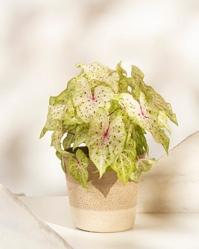 Caladium 'Miss Muffet'