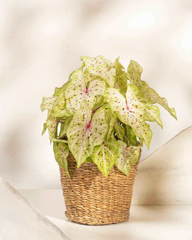 Caladium 'Miss Muffet'