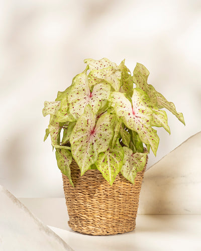 Caladium 'Miss Muffet'