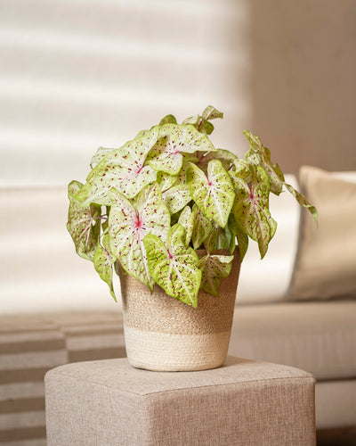 Caladium 'Miss Muffet'