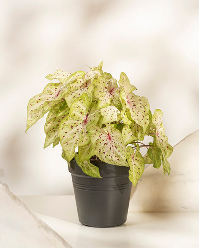 Caladium 'Miss Muffet'