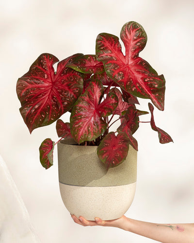 Eine Hand hält eine Caladium-Pflanze „Red Flash“ und präsentiert ihre großen, herzförmigen Blätter in leuchtendem Rot mit grünen Rändern vor einem hellen Hintergrund.