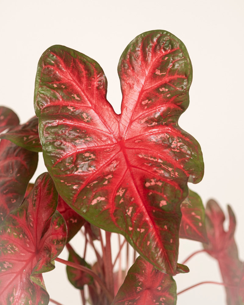 Eine Nahaufnahme eines Caladium-Blattes „Red Flash“ zeigt seine Herzform, die leuchtend rote Mitte, die grünen Ränder und die weißen Flecken vor einem schlichten Hintergrund – perfekt, um Ihrem Raum auffällige Farbe zu verleihen.