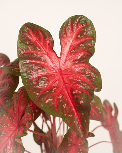 Eine Nahaufnahme eines Caladium-Blattes „Red Flash“ zeigt seine Herzform, die leuchtend rote Mitte, die grünen Ränder und die weißen Flecken vor einem schlichten Hintergrund – perfekt, um Ihrem Raum auffällige Farbe zu verleihen.