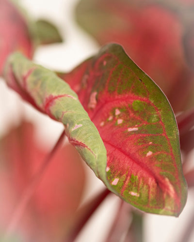 Nahaufnahme eines Caladium-Blattes „Red Flash“ mit leuchtenden Rot- und Grüntönen und detaillierter Maserung vor einem leicht unscharfen Hintergrund.