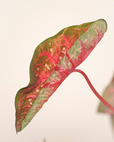 Eine Nahaufnahme eines Caladium-Blattes „Red Flash“ zeigt seine grün umrandete, gewellte Form mit leuchtend roten und rosa Adern vor einem schlichten, hellen Hintergrund.