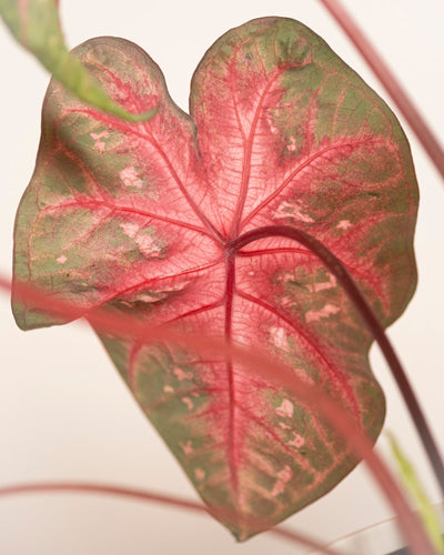 Eine Nahaufnahme von Caladium „Red Flash“ hebt sein herzförmiges Blatt mit grünen Rändern, leuchtend rosa und roten Adern, gesprenkelten Farben und glatter Textur vor einem hellen Hintergrund hervor.