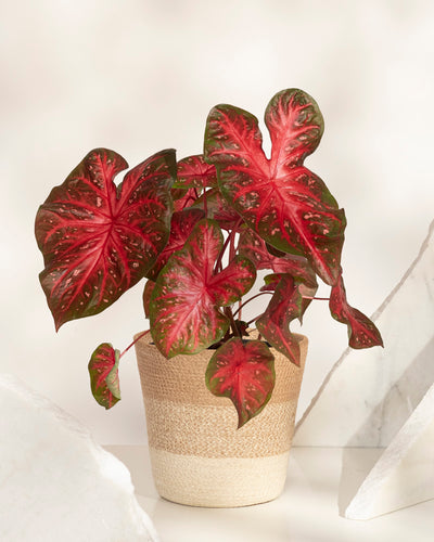 Eine Caladium-Pflanze „Red Flash“ mit auffälligen herzförmigen roten und grünen Blättern steht auf einer hellen Oberfläche zwischen weißen Steinen vor einem neutralen Hintergrund.
