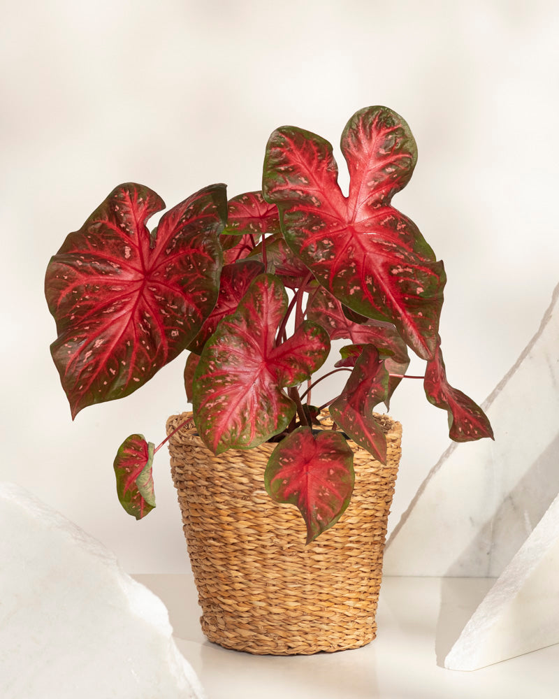 Ein Caladium „Red Flash“ mit großen, herzförmigen roten und grünen Blättern wird in einem geflochtenen Korb vor einem hellen Hintergrund präsentiert.