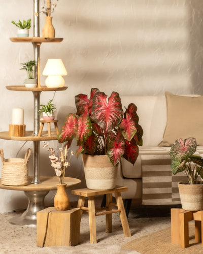 Ein gemütliches Wohnzimmer mit Caladium „Red Flash“ im Topf, Holzhockern, einem gestreiften Teppich, einem beigen Sofa mit Kissen und einem Regal mit Lampen, Kerzen und Dekorationsartikeln vor einer strukturierten Wand.