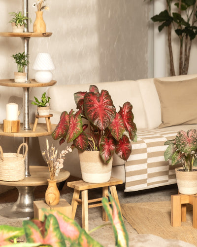 Ein gemütliches Wohnzimmer mit einem beigen Sofa, einer gestreiften Decke, Holztischen und mehreren Topfpflanzen – darunter das auffällige Caladium „Red Flash“ – schafft eine warme, einladende und natürliche Atmosphäre.