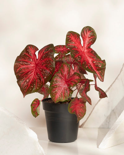 Das Caladium „Red Flash“ zeichnet sich durch große, herzförmige Blätter in leuchtendem Rot mit grünen Rändern aus, die sich wunderschön vor einem weichen, neutralen Hintergrund mit Akzenten aus weißen Steinen präsentieren.