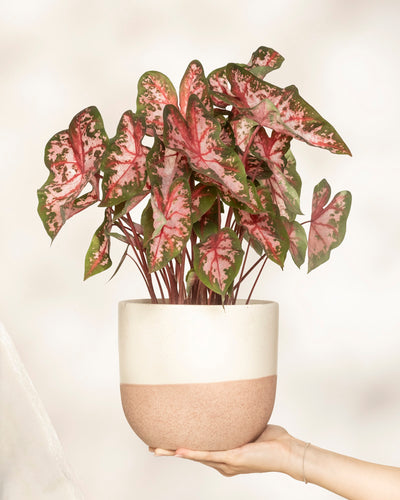 Eine Hand hält einen beigefarbenen und hellbraunen Keramiktopf mit einem Caladium 'Roze', dessen große, herzförmige grüne Blätter mit auffälligen rosa und weißen Mustern verziert sind.