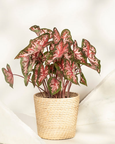 Ein Caladium 'Roze' mit grünen Blättern, die von rosa und weißen Mustern gezeichnet sind, sitzt in einem geflochtenen korbartigen Topf vor einem hellen neutralen Hintergrund.