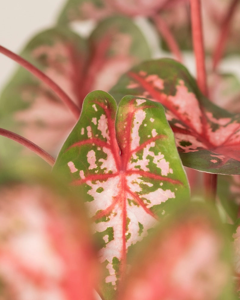 Nahaufnahme von Caladium 'Roze', einer lebhaften Pflanze mit grün umrandeten Blättern mit rosafarbenen und roten Adern und Flecken, vor einem sanft verschwommenen Hintergrund.