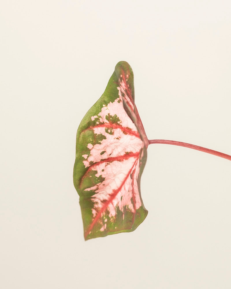 Ein einzelnes Caladium 'Roze'-Blatt in Grün- und Rosatönen mit einem rosafarbenen Stiel ist auf einem hellen Hintergrund isoliert - eine elegante Note für jeden Innenraum.