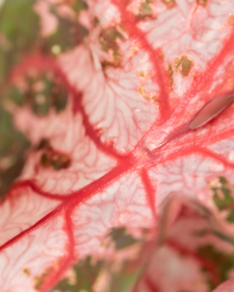 Nahaufnahme eines Caladium 'Roze'-Blattes mit leuchtend roten Adern und einem sanft verschwommenen Hintergrund, der die einzigartigen Muster und Texturen des Laubes dieser auffälligen Zimmerpflanze zur Geltung bringt.